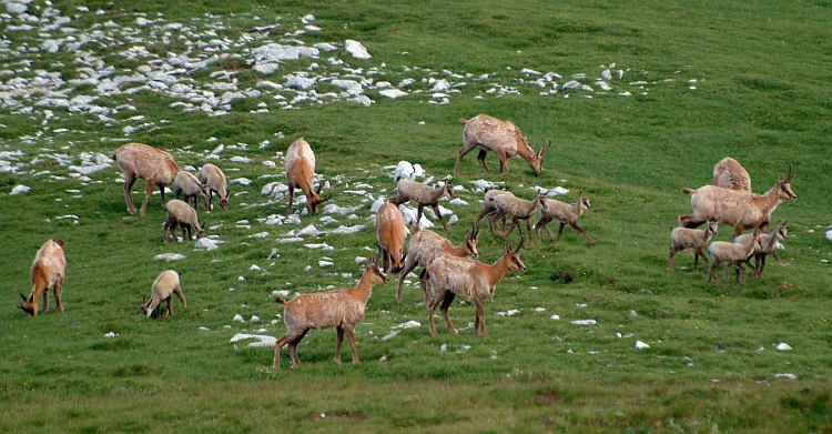 Camoscio d''Abruzzo Rupicapra pyrenaica ornata